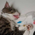 A cat recovers from anesthesia after sterilization