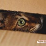 The cat hides in dark places - why and what to do? - ZdavNews 