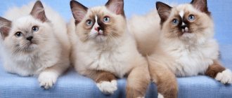 Кошка рэгдолл – описание, история и стандарты породы, основные рекомендации по уходу и содержанию