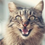 cat with open mouth photo