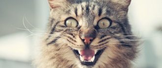 кошка с открытым ртом фото