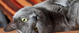 Кошка шартрез – описание породы, особенности и ее основные отличия от британцев