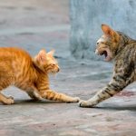 A cat hisses at a kitten - reasons and what to do