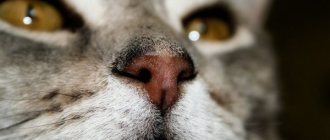 Кошка сопит носом: причины