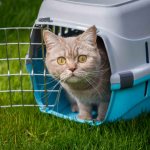 Cat in a carrier on the grass