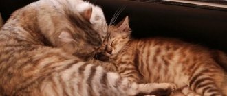 Cat licks kitten