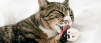 cat licks itself