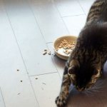 Cat burying a bowl of food
