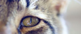 Cat&#39;s eye