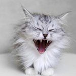An aggressive cat - how to calm it down and what to do