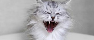 Кот агрессивный - как успокоить и что делать