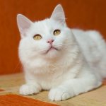 кот-альбинос