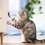 cat scratches furniture