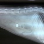 the cat ate something x-ray