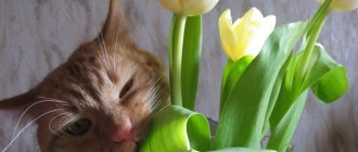 the cat eats flowers