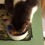 The cat eats canned food
