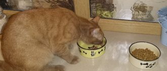 Cat eats dry food