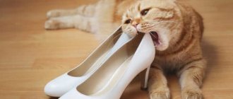 Кот грызет обувь