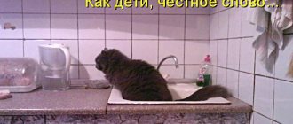 the cat goes into the sink