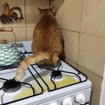 cat pees on the stove
