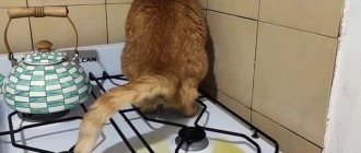 кот писает на плиту
