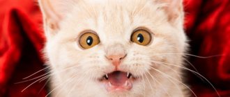 The cat shows its tongue - reasons, is it a disease?