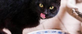Кот после еды Фото