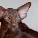 Cat with big ears: record-breaking breeds