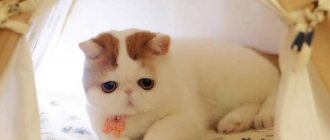 Cat Snoopy - plush Instagram star