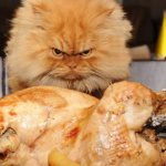 The cat looks angrily at the chicken