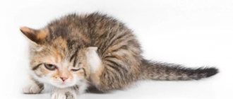 Kitten scratching its ears: causes and methods of treatment. What could be the reason for the fact that the kitten scratches its ears, shakes its head and looks sick? 