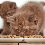Kitten eats food