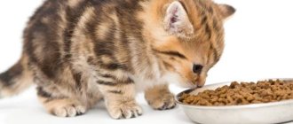 kitten eats food