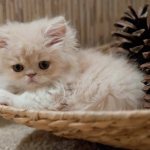 Kitten lies in a basket