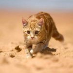 Kitten on the sand