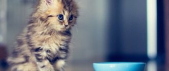 The kitten eats poorly: why, what to do, should I worry? Why did the little kitten suddenly begin to eat poorly? 