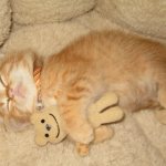 The kitten sleeps constantly: why, what to do, should I wake him up, should I take him to the veterinarian. Drowsiness in kittens: normal or abnormal? 