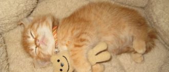 Котёнок постоянно спит: почему, что делать, надо ли его будить, надо ли вести к ветеринару. Сонливость у котят: норма или нарушение?