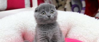 Scottish cat kitten