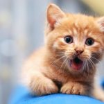 Котёнок тяжело дышит: причины, что делать. Особенности дыхания котят, почему котёнок вдруг начал тяжело и с трудом дышать – первая помощь питомцу