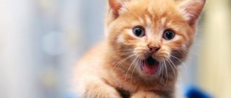 The kitten is breathing heavily: reasons, what to do. Features of kitten breathing, why the kitten suddenly began to breathe heavily and with difficulty - first aid for a pet 