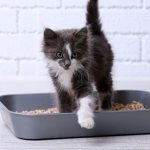 Kitten in a tray