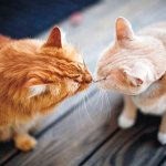Cats sniffing each other Photo