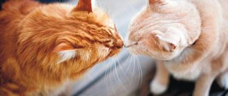 Cats sniffing each other Photo