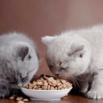 Kittens eat