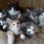 Norwegian Forest Cat kittens