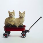 kittens travel
