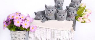 Russian blue kittens