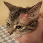 Кожные заболевания у кошек: фото, признаки и лечение, описание ...