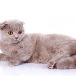 Beautiful names for boys cats - rare and memorable